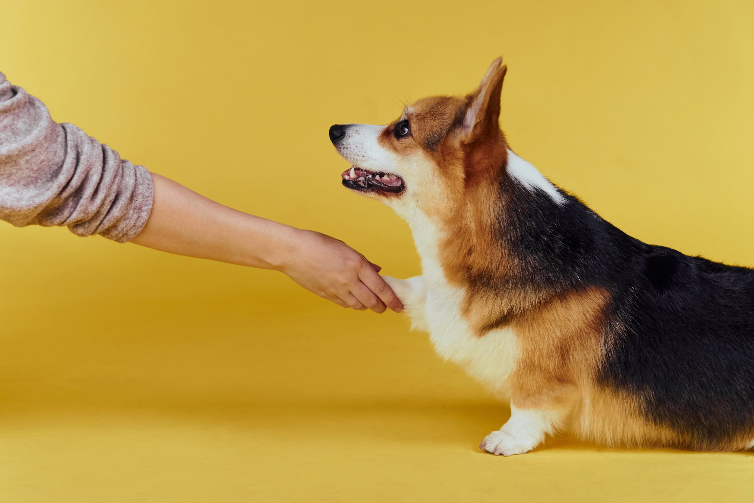 飼い主を見上げて首を上げている犬の写真（肩こり原因）
