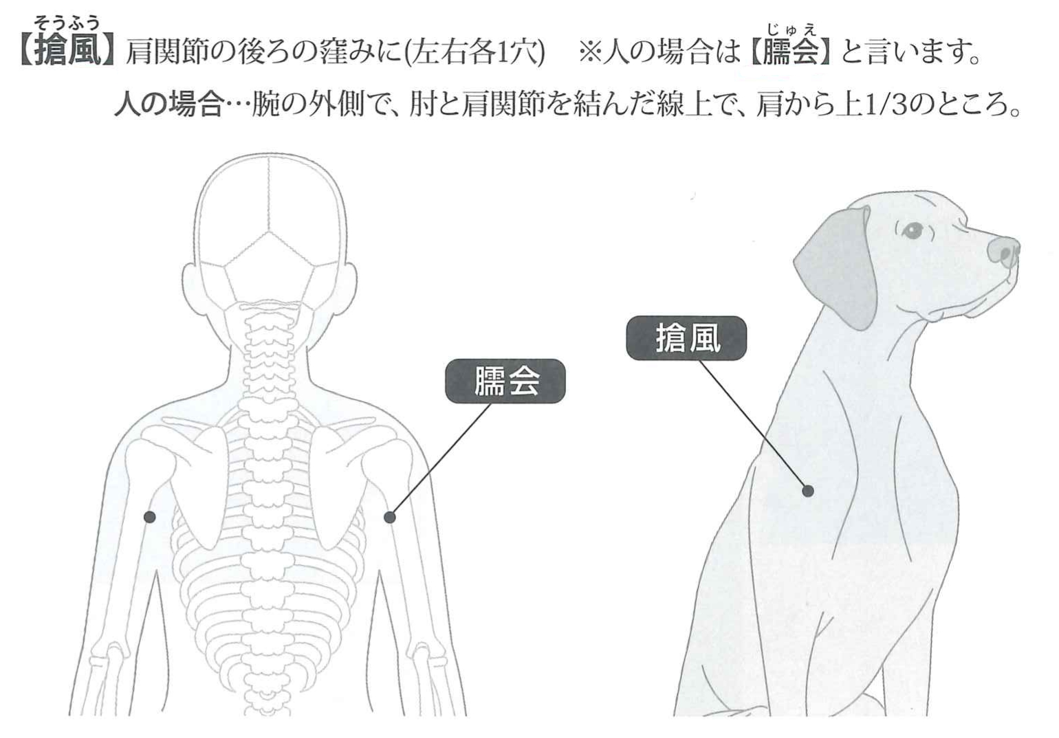 犬の肩こりに効果的なツボ搶風の位置図