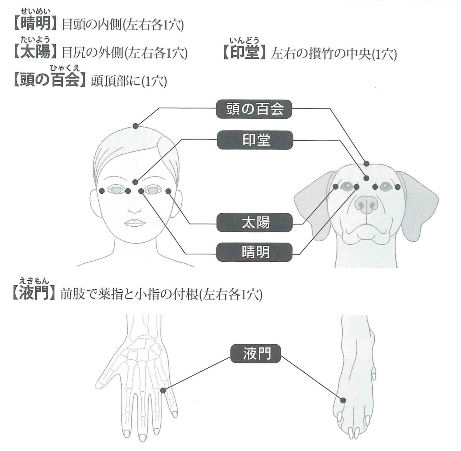犬のツボ 液門 百会の位置 わかりやすいイラスト