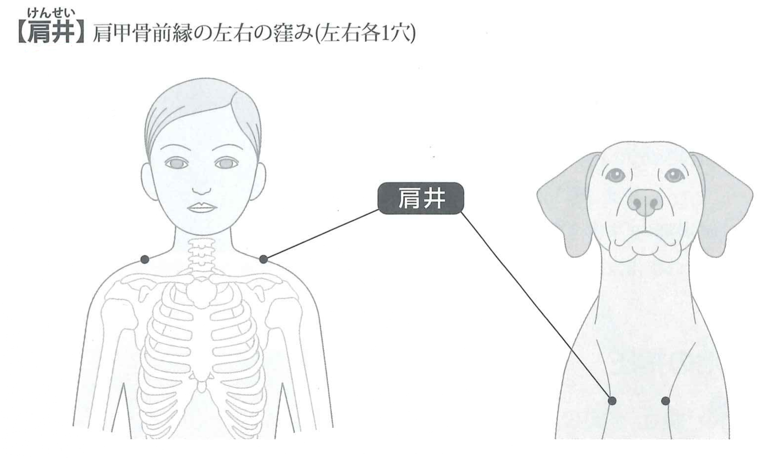 犬の肩こりケアにおすすめのツボ位置を示した図解