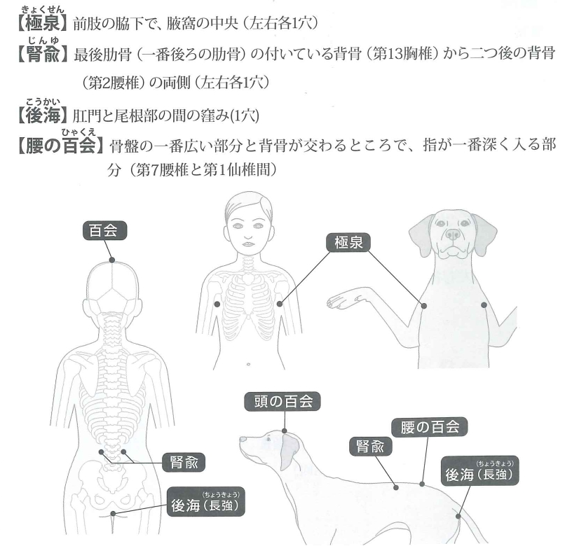 老化防止と免疫力向上に効果的なツボの位置