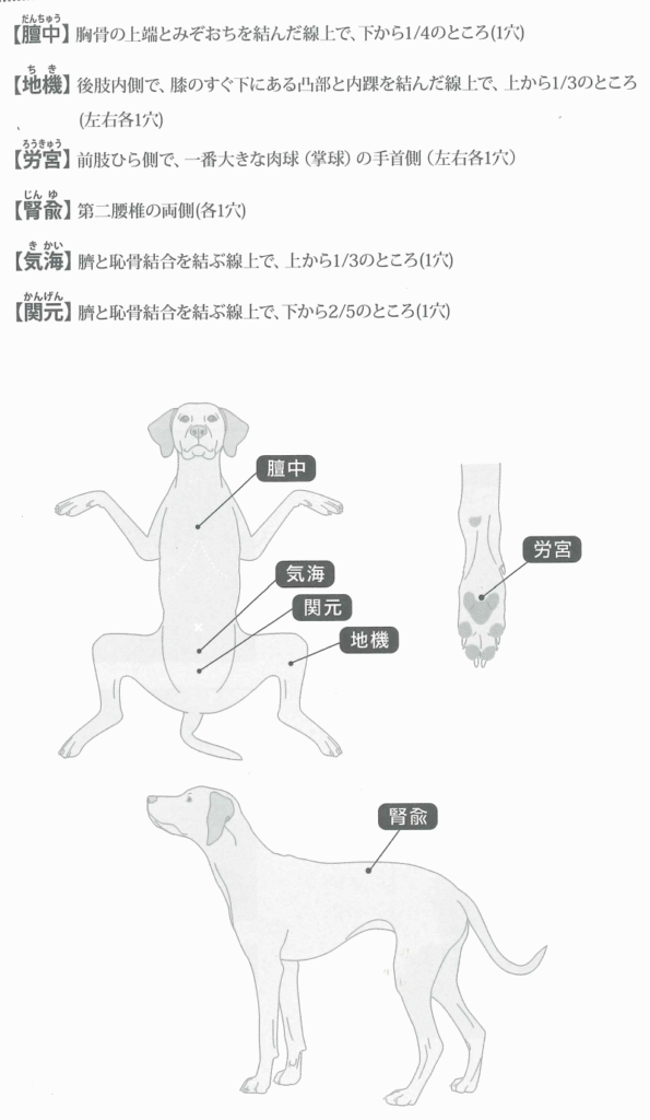 虚弱体質に効果的なツボの位置
