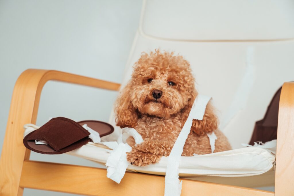 犬のストレスサイン 不安そうな様子