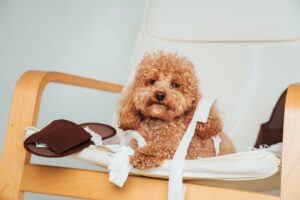犬のストレスサイン 不安そうな様子
