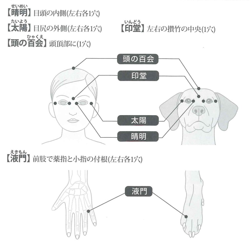 犬のツボ 液門 百会の位置 わかりやすいイラスト