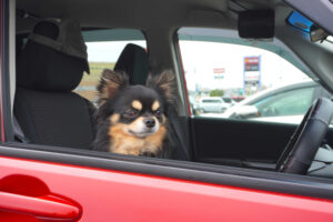 車酔い対策で快適に過ごす犬